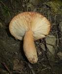 Orangefuchsiger Milchling, Foto 4