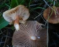 Orangefuchsiger Milchling, Foto 5