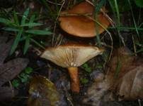 Orangefuchsiger Milchling, Foto 6