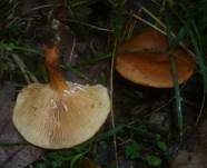 Orangefuchsiger Milchling, Foto 7