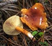 Orangefuchsiger Milchling, Foto 9