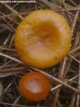 Orangefuchsiger Milchling, Foto 10