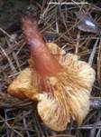 Orangefuchsiger Milchling, Foto 11
