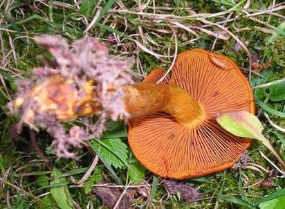 Orangefuchsiger Raukopf, Foto 3