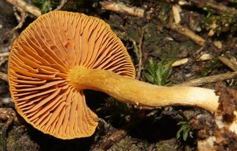 Orangefuchsiger Raukopf, Foto 4