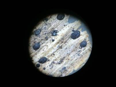 Aethiops'cher Kirschstein-Kugelpilz, Foto 2