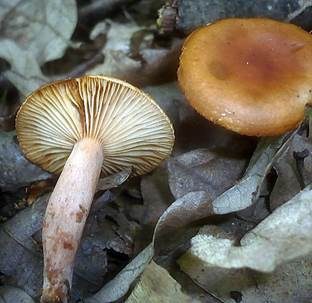 Orangefuchsiger Zwerg-Milchling, Foto 3