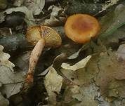 Orangefuchsiger Zwerg-Milchling, Foto 5