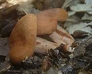 Orangefuchsiger Zwerg-Milchling, Foto 6
