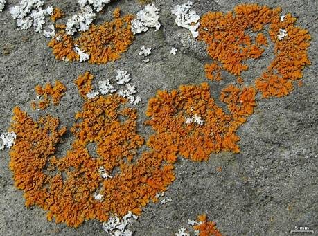 Orangegelbe Blattflechte, Foto 4