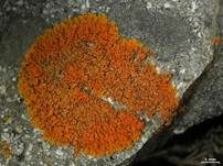 Orangegelbe Blattflechte, Foto 6