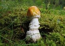 Orangegelber Fliegenpilz, Foto 13
