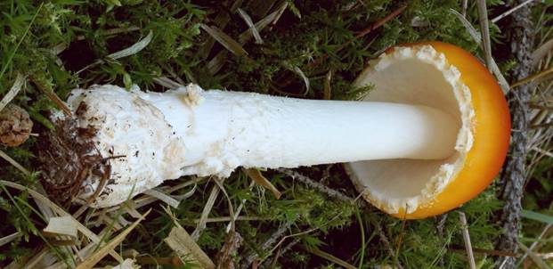 Orangegelber Fliegenpilz, Foto 4