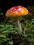 Orangegelber Fliegenpilz, Foto 6