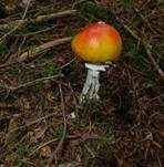Orangegelber Fliegenpilz, Foto 7