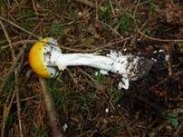 Orangegelber Fliegenpilz, Foto 8