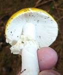 Orangegelber Fliegenpilz, Foto 11