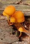 Orangegelber Flockenschnitzling, Foto 5