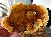 Orangegelber Korkstacheling, Foto 14