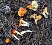 Orangegelber Lärchenschneckling, Foto 12