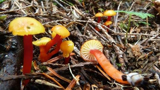 Orangegelber Saftling, Foto 2