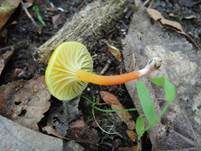 Orangegelber Saftling, Foto 5