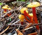 Orangegelber Saftling, Foto 9