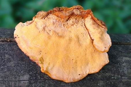 Orangegelber Saftporling, Foto 5