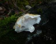 Orangegelber Saftporling, Foto 10