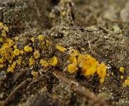 Blassgelber Erdborstling, Foto 6