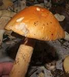 Orangegelber Scheidenstreifling, Foto 20