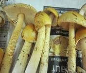 Orangegelber Scheidenstreifling, Foto 21