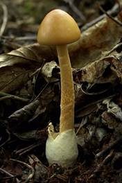 Orangegelber Scheidenstreifling, Foto 4