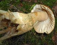 Orangegelber Scheidenstreifling, Foto 22