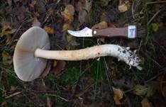 Orangegelber Scheidenstreifling, Foto 23