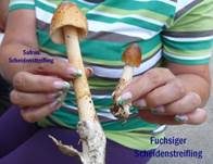 Orangegelber Scheidenstreifling, Foto 27