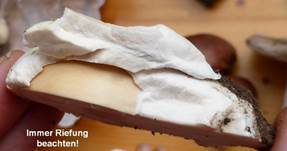 Orangegelber Scheidenstreifling, Foto 32