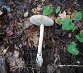 Orangegelber Scheidenstreifling, Foto 40