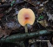 Orangegelber Scheidenstreifling, Foto 41