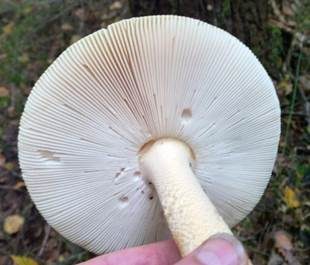 Orangegelber Scheidenstreifling, Foto 6