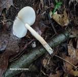 Orangegelber Scheidenstreifling, Foto 42