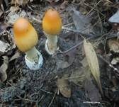 Orangegelber Scheidenstreifling, Foto 43