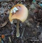 Orangegelber Scheidenstreifling, Foto 44