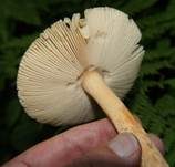 Orangegelber Scheidenstreifling, Foto 11