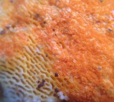 Orangegelber Schmarotzerpustelpilz, Foto 3
