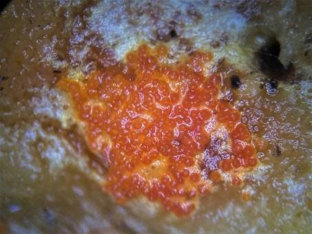 Orangegelber Schmarotzerpustelpilz, Foto 4