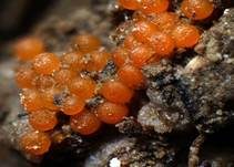Orangenfarbiger Zwergpustelpilz, Foto 12