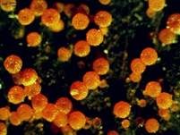 Orangenfarbiger Zwergpustelpilz, Foto 13