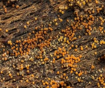 Orangenfarbiger Zwergpustelpilz, Foto 4