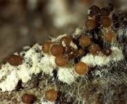 Orangenfarbiger Zwergpustelpilz, Foto 8